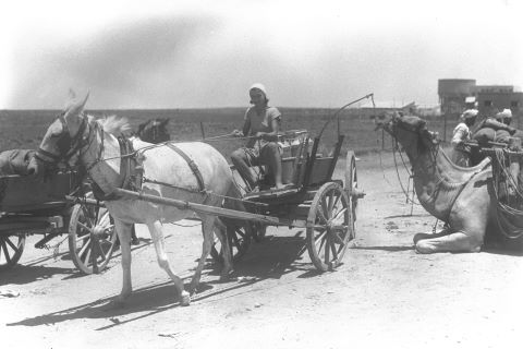 הדסה בוצ'לין בת ה-15 מובילה חלב. לידה שיירת גמלים ... בנייה עבור בתים בהרחבה. 1935. מארכיון המושב